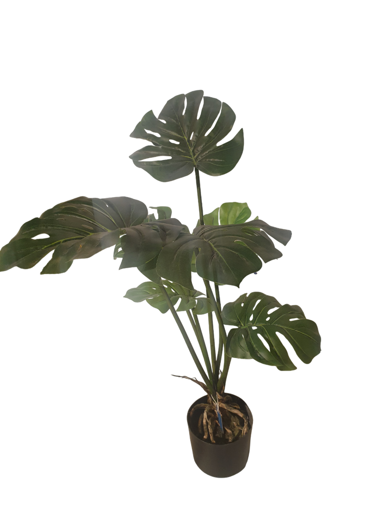 Pant